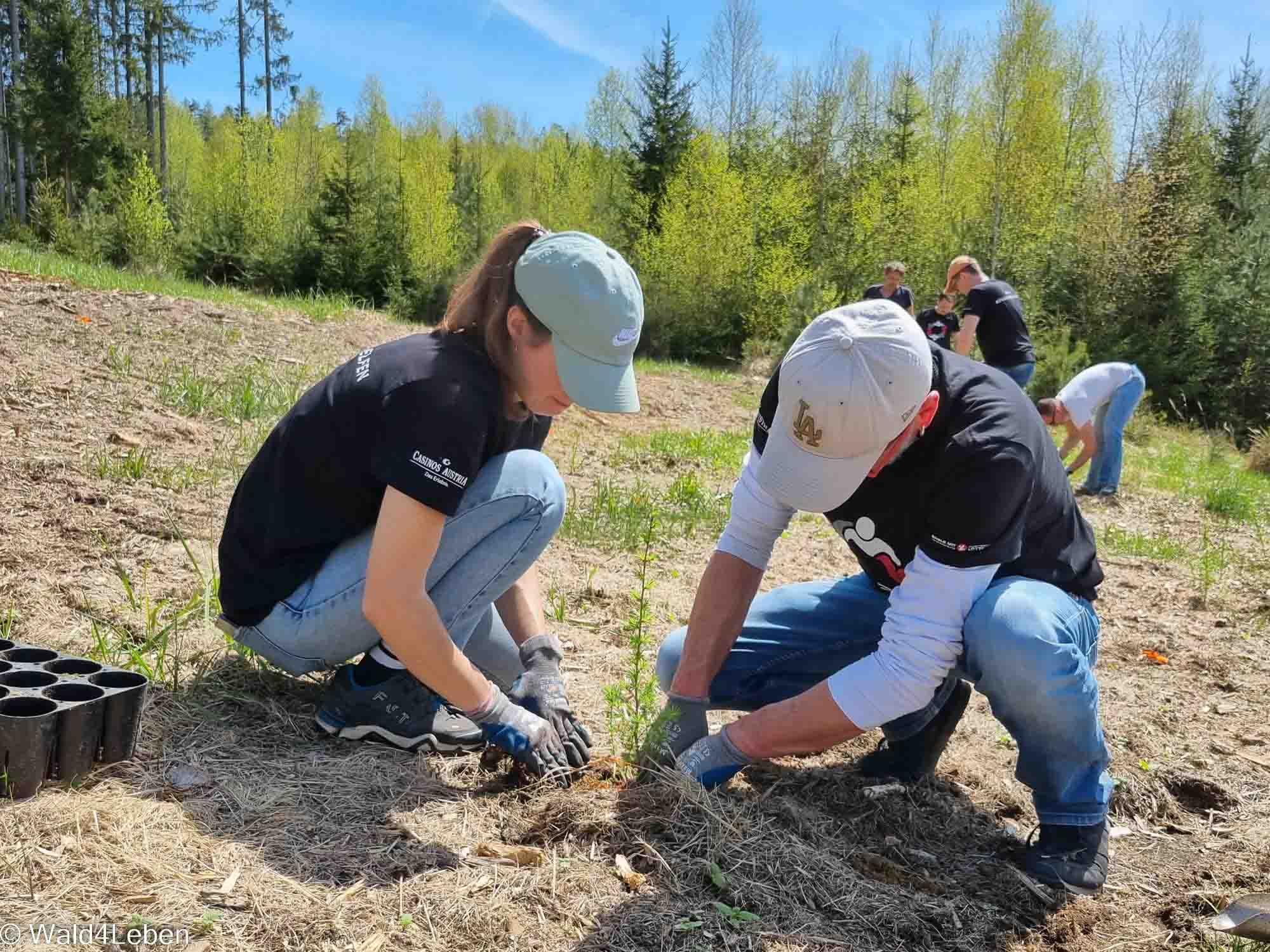 A lady and a gentleman plant a tree in the ground.